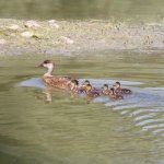 Riproduzione Oasi La Bula